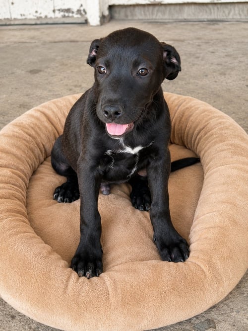 OLIVER - Black Labrador Retriever / Terrier available for adoption