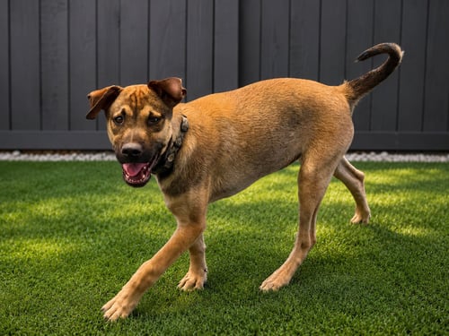 RUBI - Chihuahua / Terrier available for adoption