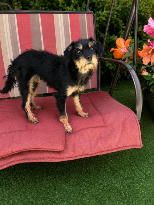 PUGGY D - Yorkshire Terrier Yorkie / Terrier available for adoption