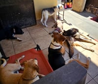 Gonzo - Photo 13