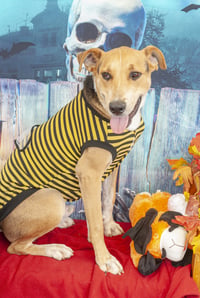Gonzo - Photo 5
