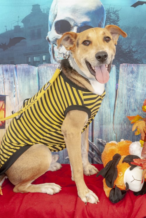 GONZO - Carolina Dog / American Foxhound available for adoption