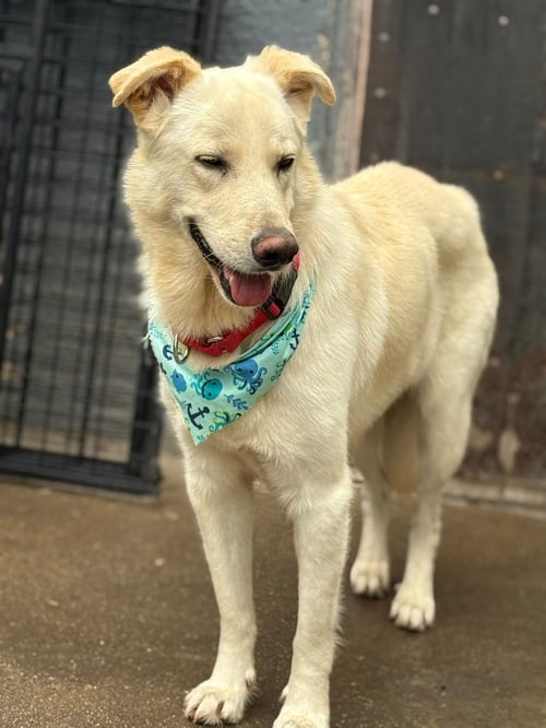 POPI MIKE - Golden Retriever / Labrador Retriever available for adoption