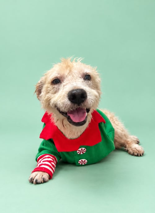 ROCKY G - Jack Russell Terrier / Poodle (Miniature) available for adoption