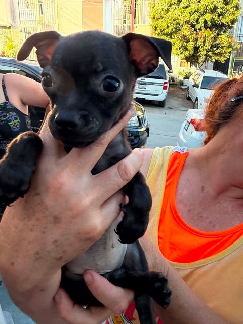 SKITTLES N - Pug / Chihuahua available for adoption
