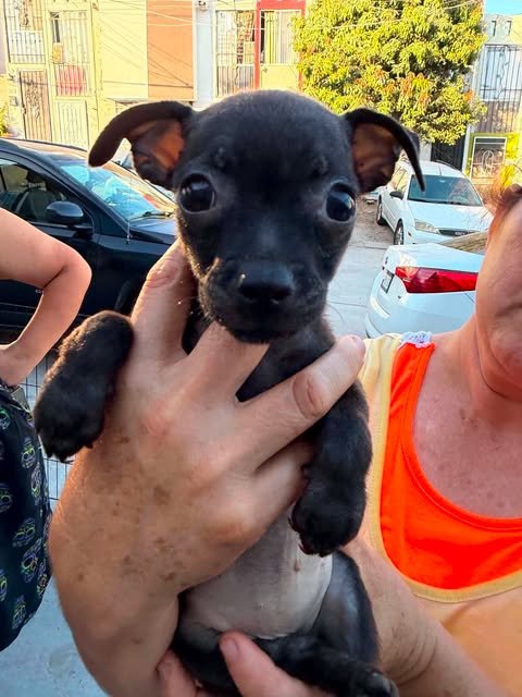 SKITTLES N - Pug / Chihuahua available for adoption