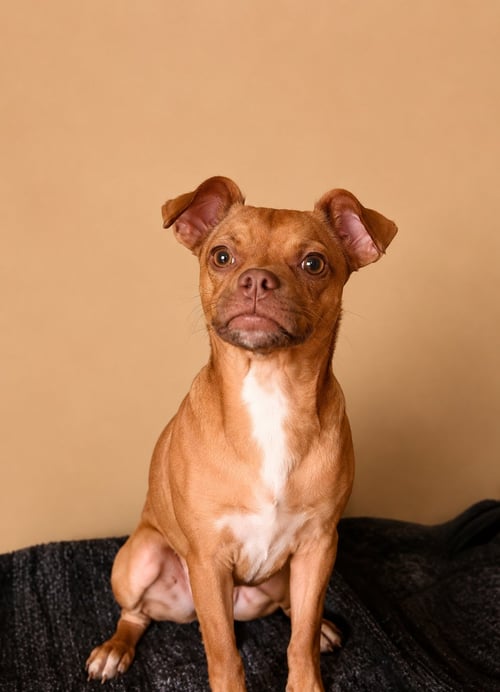 WINSTON T - Chihuahua / Jack Russell Terrier available for adoption