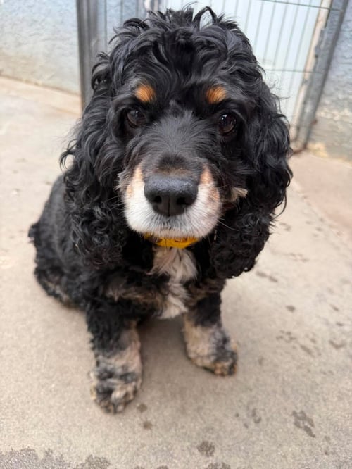 DAISY - Cocker Spaniel available for adoption