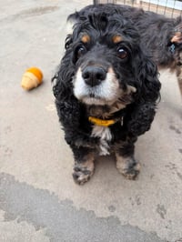 Daisy - Photo 2
