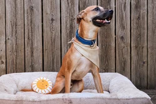 DUTCH - Parson Russell Terrier / Feist available for adoption