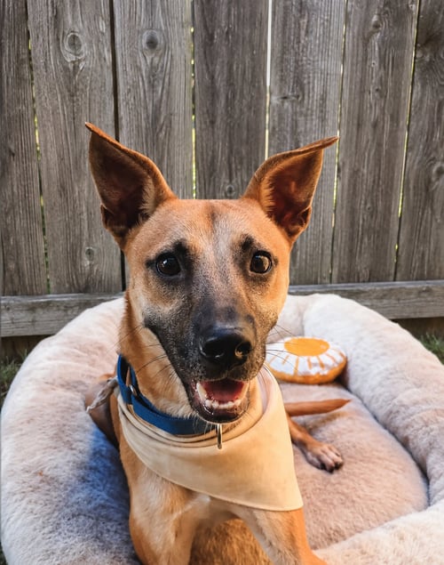 DUTCH - Parson Russell Terrier / Feist available for adoption