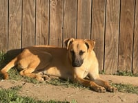 Dutch - Photo 11