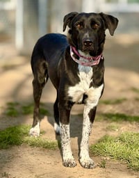 Cassidy - Photo 9