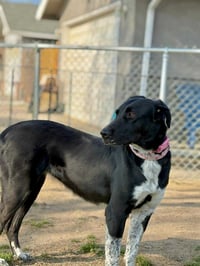 Cassidy - Photo 8