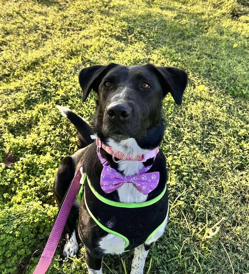 CASSIDY - Labrador Retriever / Border Collie available for adoption