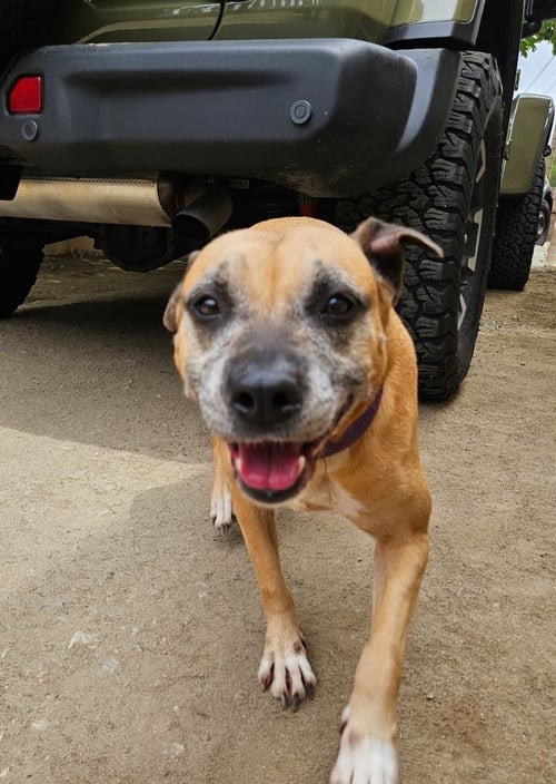 TINA - Black Mouth Cur / Carolina Dog available for adoption