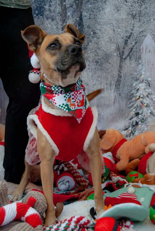TINA - Black Mouth Cur / Staffordshire Bull Terrier available for adoption