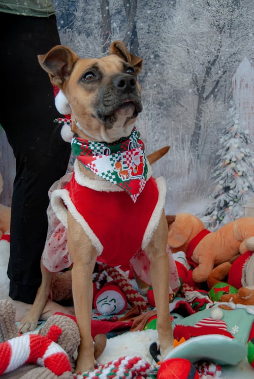 TINA - Black Mouth Cur / Staffordshire Bull Terrier available for adoption