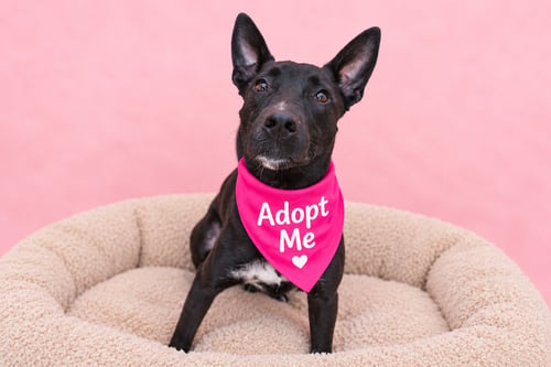 MAYA - Australian Kelpie / Terrier available for adoption