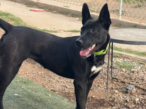 MAYA - Australian Kelpie / Terrier available for adoption