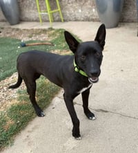 Maya - Photo 1