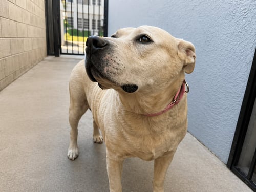 RUBY - Labrador Retriever / Terrier available for adoption