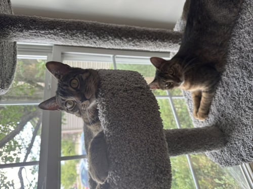 LEO - Domestic Short Hair available for adoption