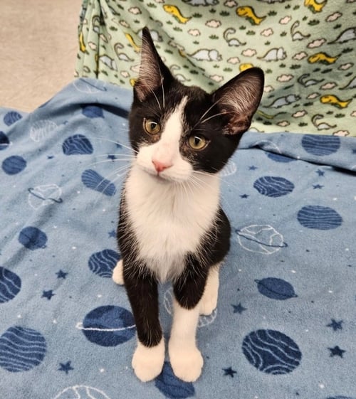 SASHIMI - Domestic Short Hair for adoption in Racine