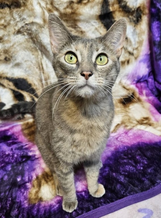 Rena Image