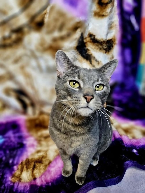 TUCKER - Domestic Short Hair for adoption in Racine