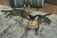 Nala - Photo 3
