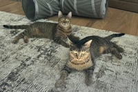 Nala - Photo 3