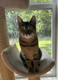Nala - Photo 2