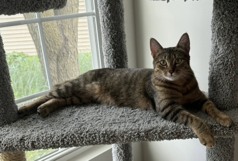 Nala Image
