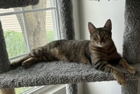 Nala - Photo 1