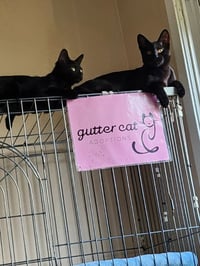 Binx - Photo 4