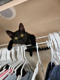 Binx - Photo 2