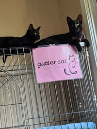 Binx - Photo 4