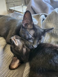 Binx - Photo 3