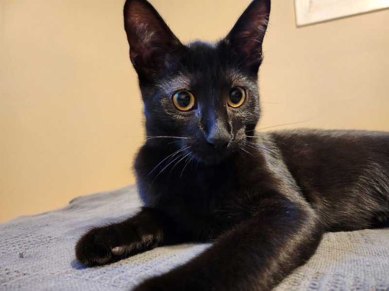 Binx Image
