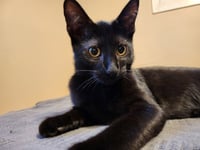 Binx - Photo 1