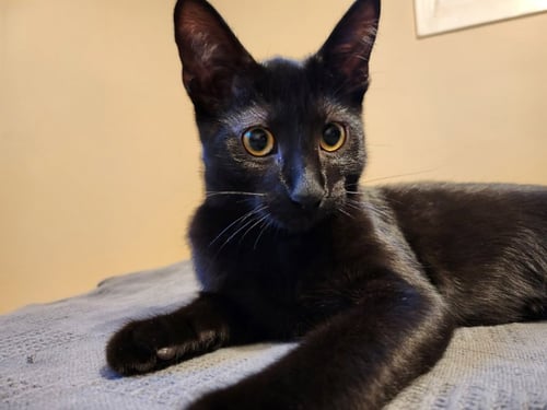BINX - Domestic Short Hair for adoption in Racine