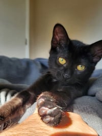 Jiji - Photo 2