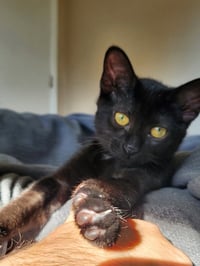 Jiji - Photo 2