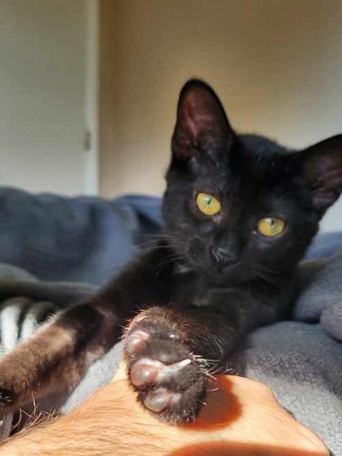 JIJI - Domestic Short Hair available for adoption