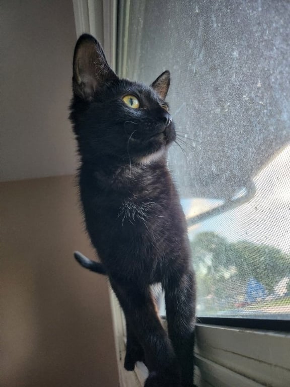 Jiji Image