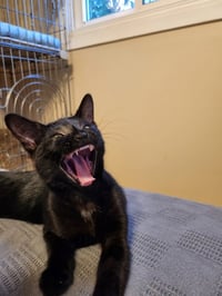 Jiji - Photo 3