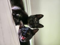 Jiji - Photo 4