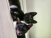 Jiji - Photo 4