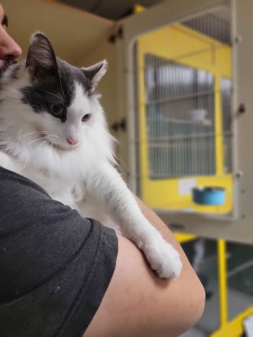 TURBO - Domestic Medium Hair available for adoption